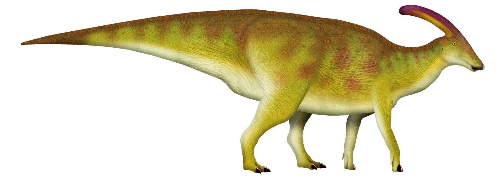 Parasaurolophus: The Dinosaur With Long-Distance Communication (Image Credits: Wikimedia)