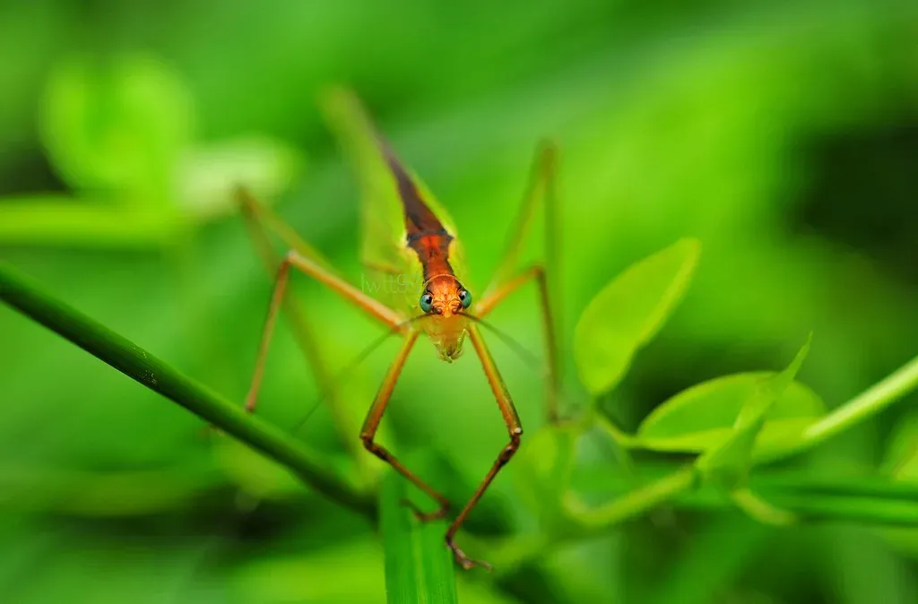 Co‑Evolution Between Plants and Insects (lwtt93, Flickr, CC BY 2.0)