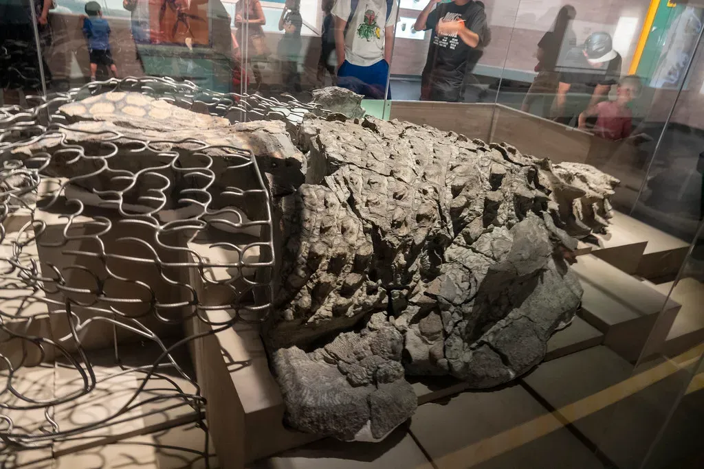 Why this one fossil changes how we imagine dinosaurs (strangebiology, Flickr, CC BY 2.0)