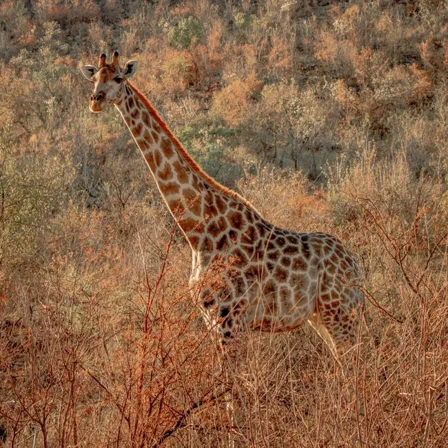 Beyond The Myth: Why The Long Neck Really Matters (Image Credits: Pexels)
