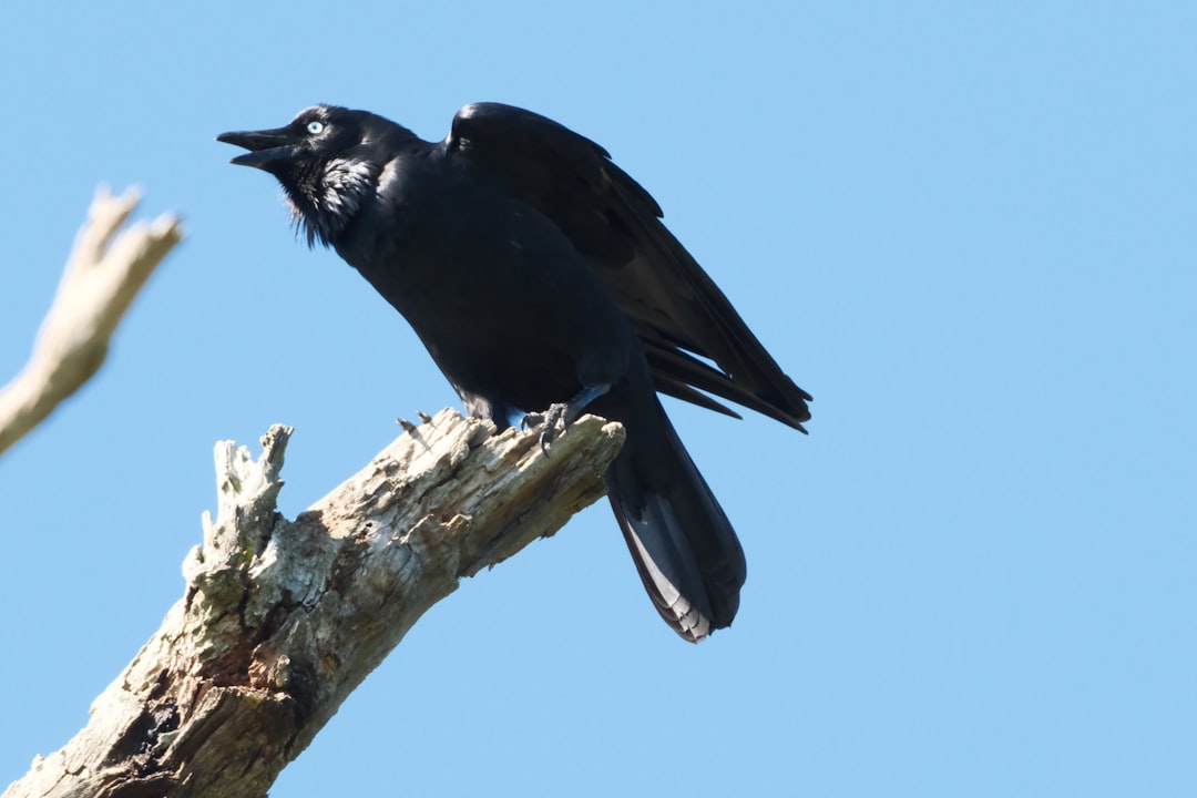 Modern Bird Success as Evidence (Image Credits: Unsplash)