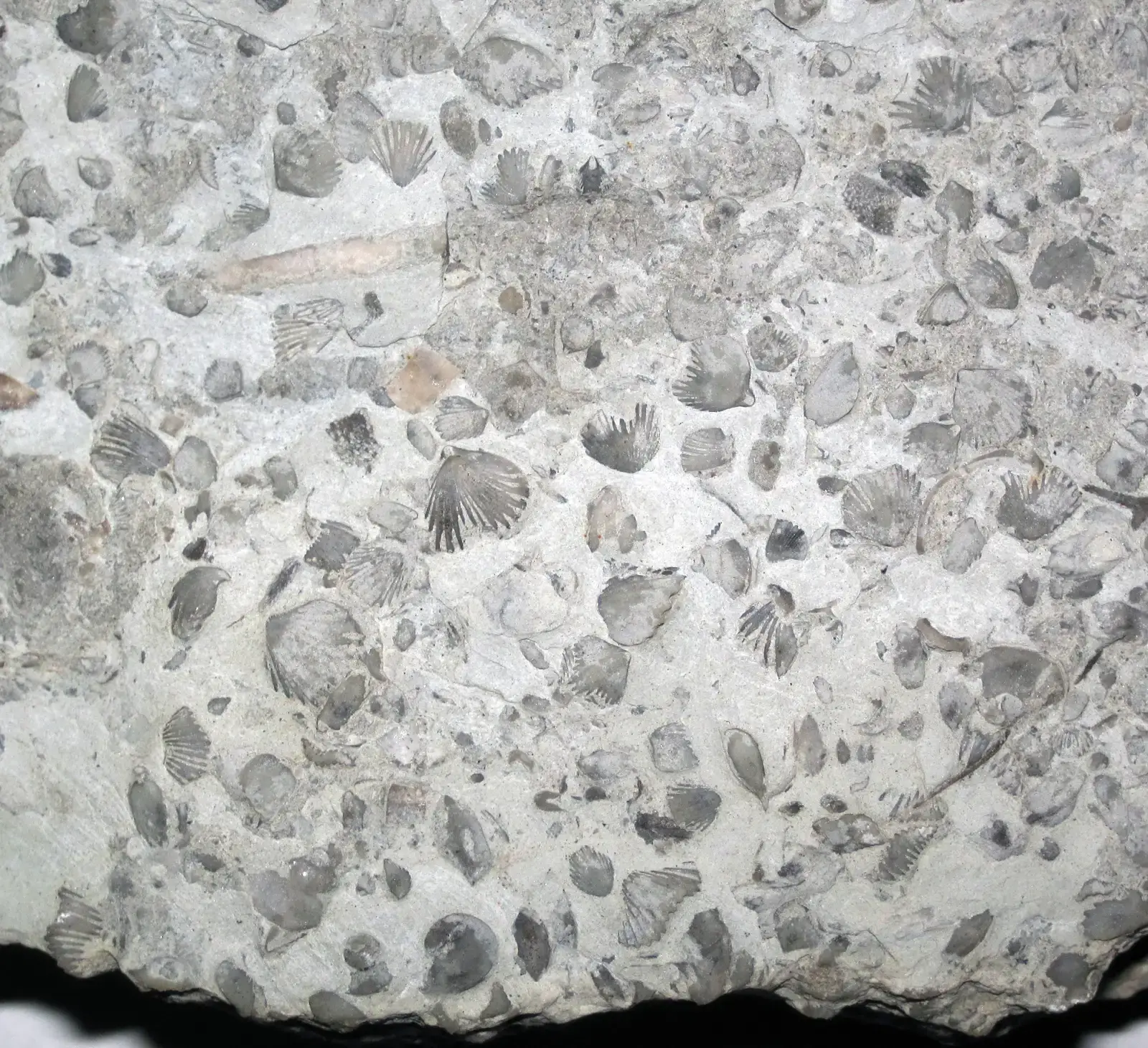 The Ordovician–Silurian Extinction: When Ice Locked the World (By James St. John, CC BY 2.0)