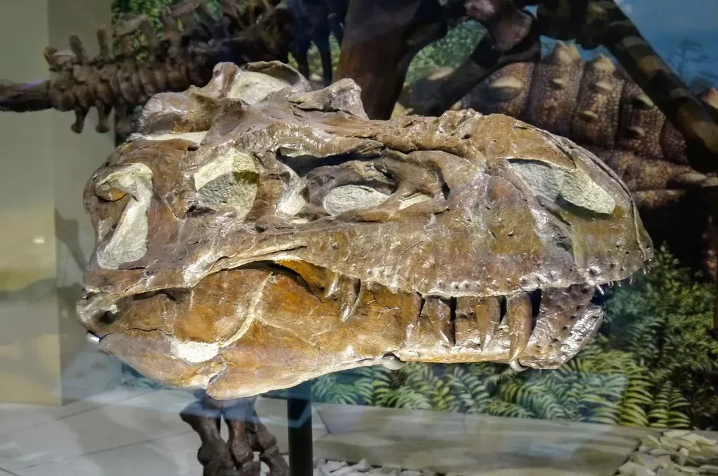 Cranial Biomechanics Reveal Different Feeding Strategies (Image Credits: Flickr)