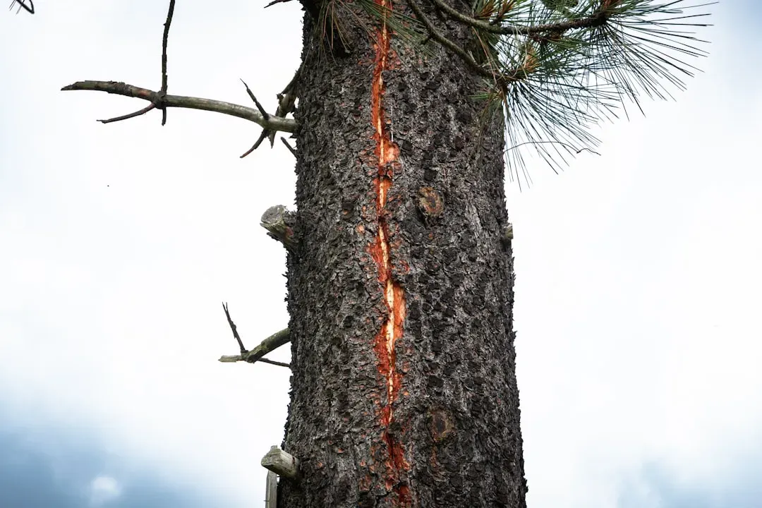 #6: Hidden Damage and Scars Inside Trees (Image Credits: Unsplash)