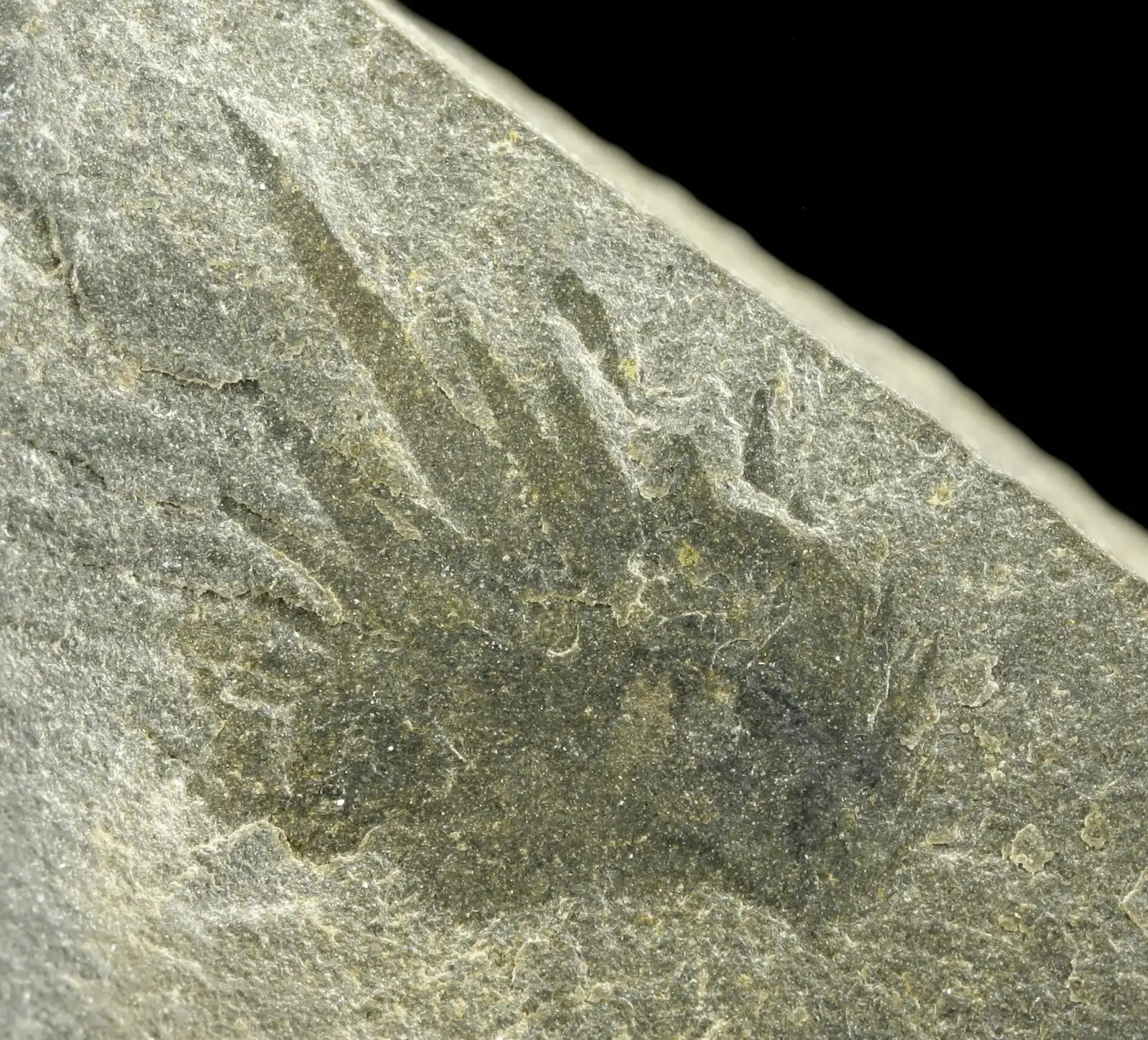 #7 – Wiwaxia's Scale Armor Mystery (From Smith 2013: doi:10.5061/dryad.868sm / doi:10.1111/pala.12063, CC0)