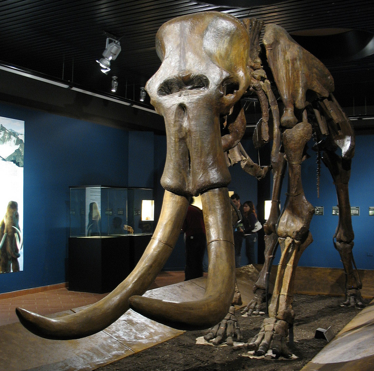 Modern Lessons from Ancient Extinctions (Image Credits: Wikimedia)