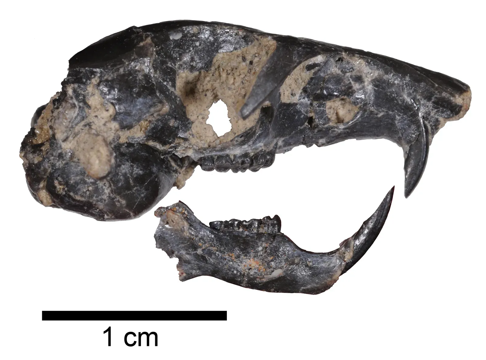 3. Ancient Mammals Developed Three-Bone Hearing Long Before We Realized (Image Credits: Wikimedia)