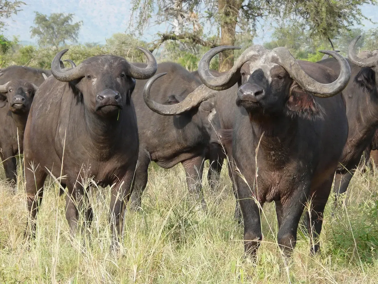 Cape Buffalo Stampede: Momentum and Mass (Image Credits: Pixabay)