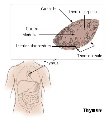 #4 - The Thymus Gland (Public domain)