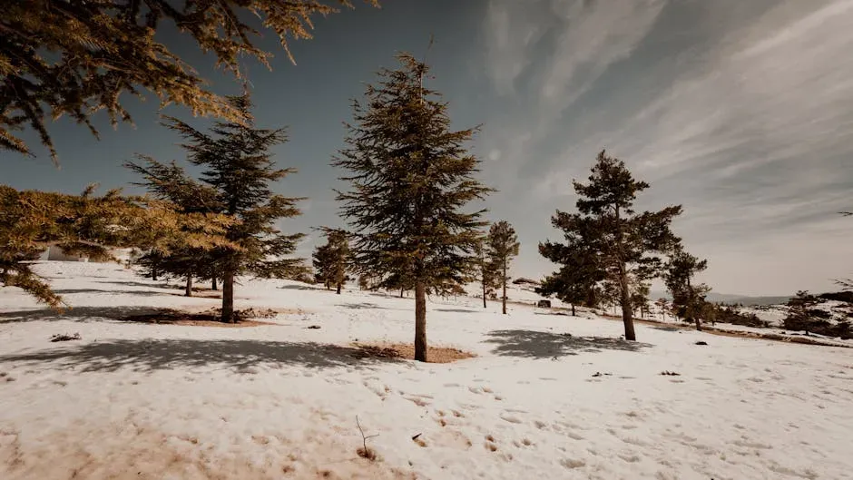 Leo – The Cedar, Majestic Performer of the Canopy (Image Credits: Pexels)