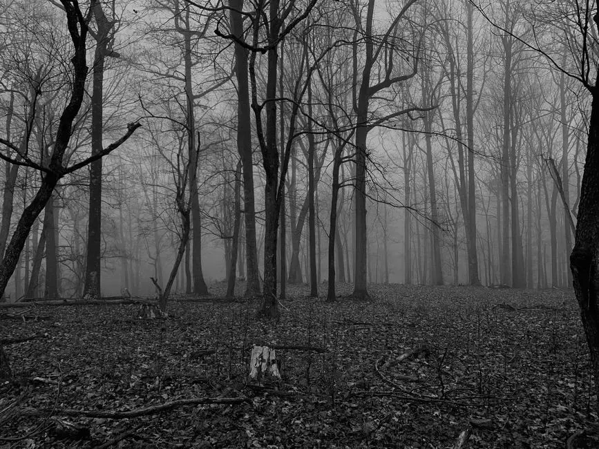 The forest was our original notification system (Image Credits: Pexels)