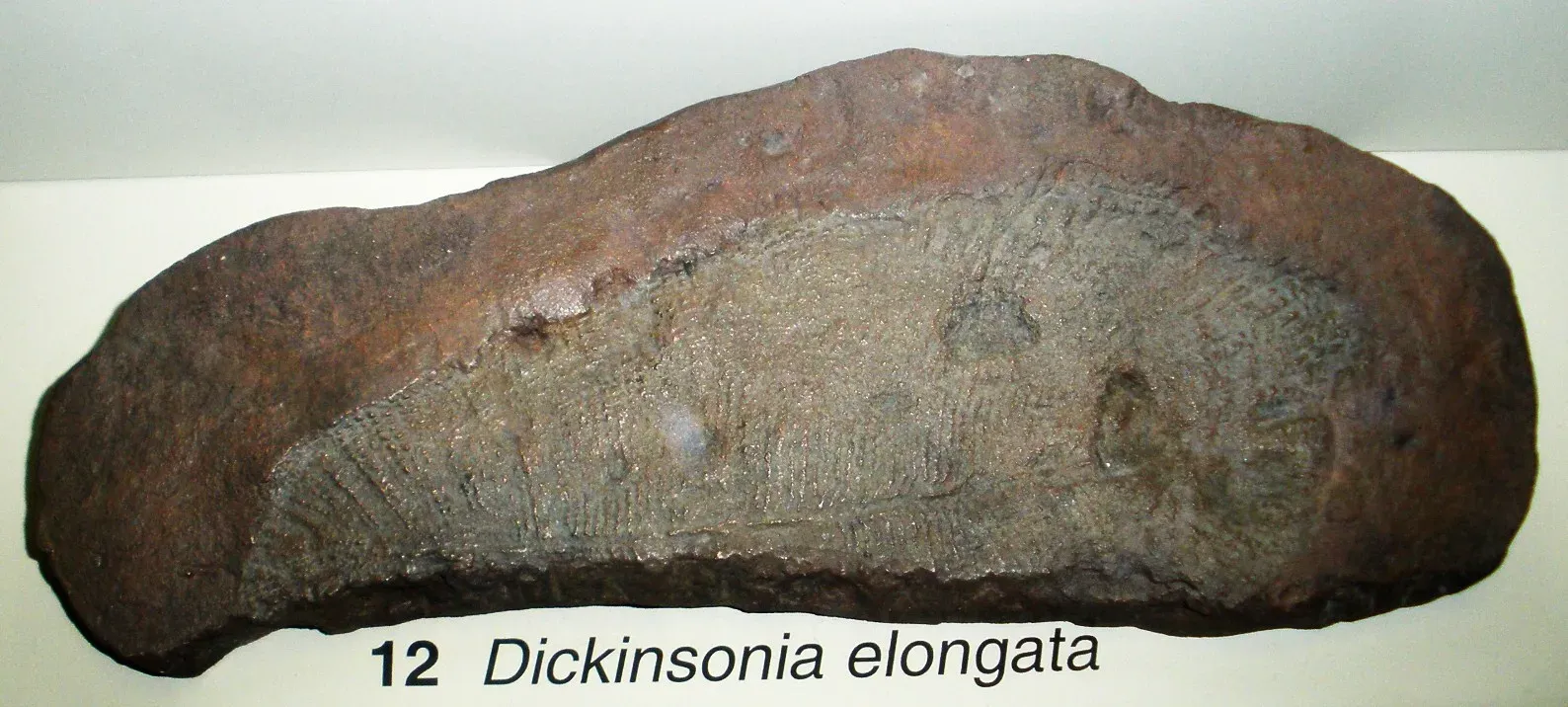 #12 - Dickinsonia: Animal, Fungus, or Neither? Scientists Argued for Decades (By Ghedoghedo, CC BY-SA 3.0)