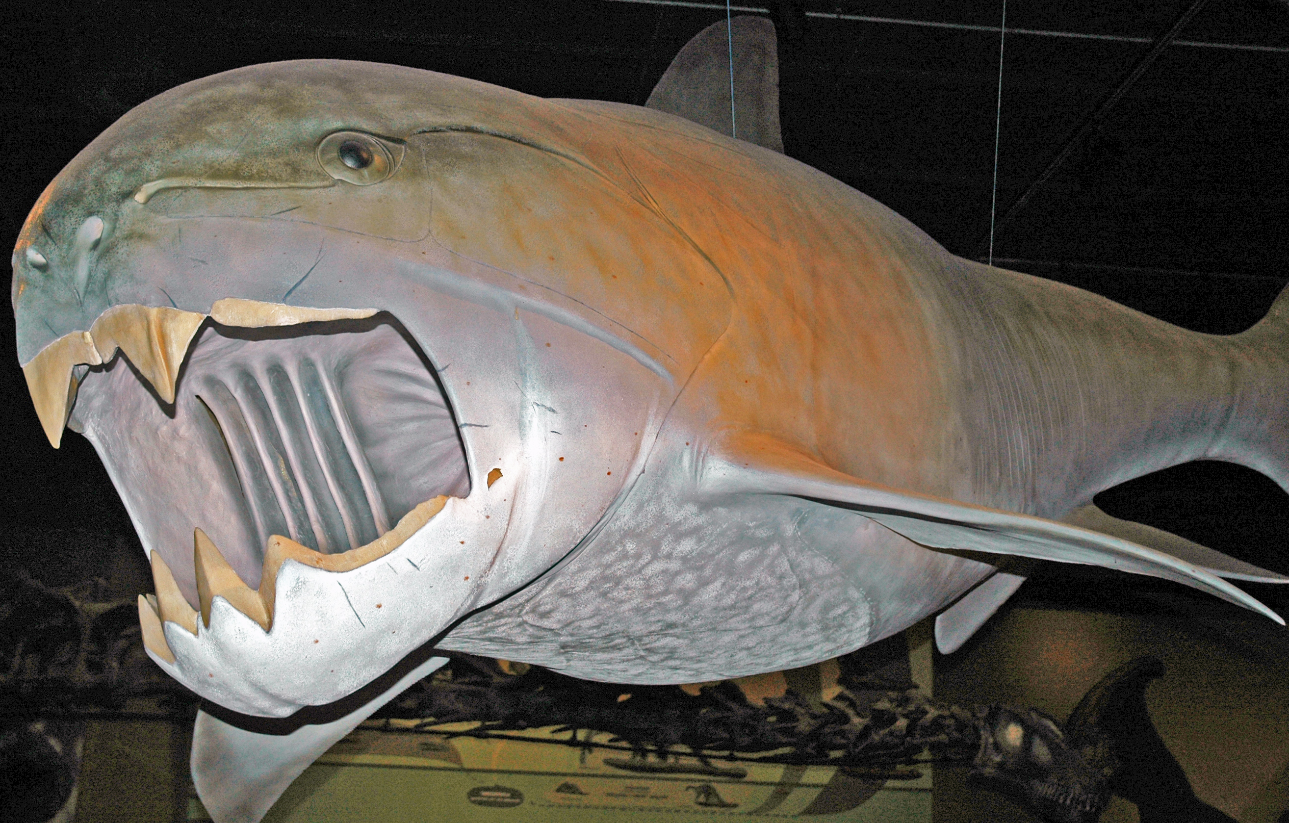 Dunkleosteus: The Armored Terror of Ancient Seas (Image Credits: Wikimedia)