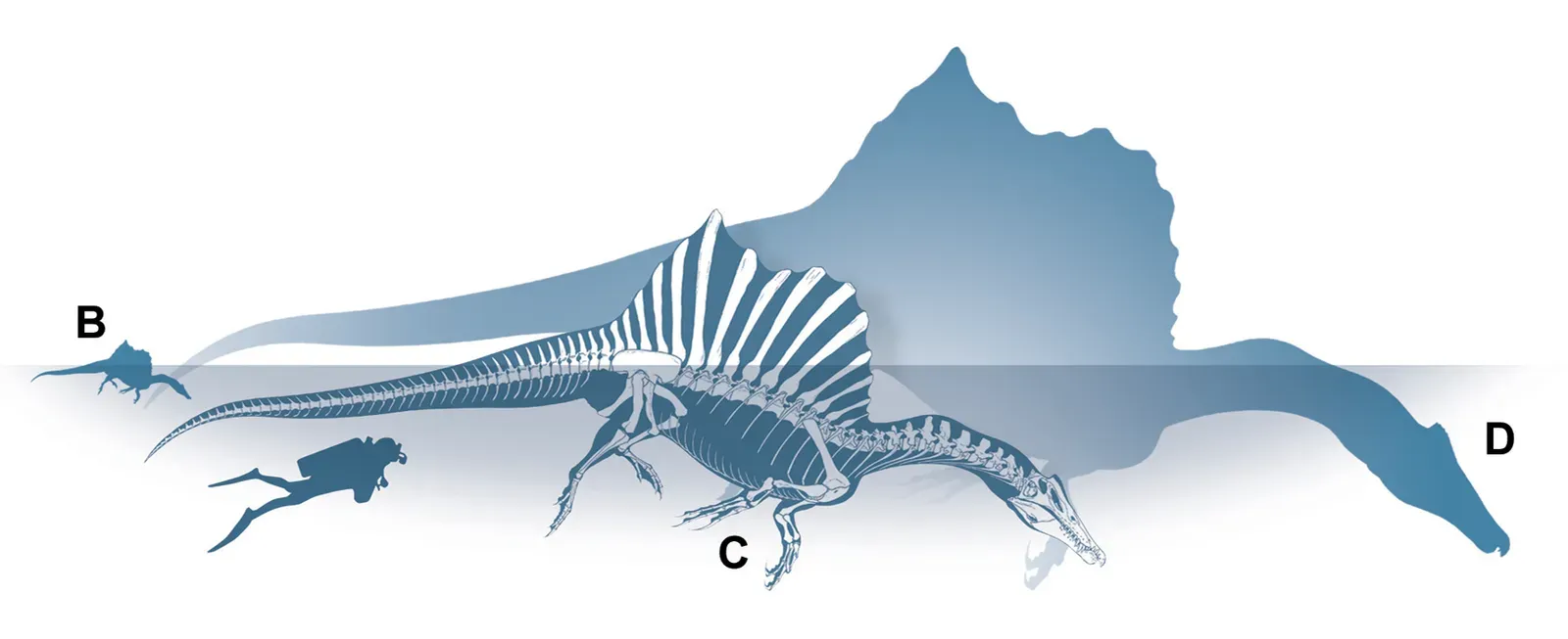 Evidence They Lived Between Two Worlds (By Marco Auditore and Prehistoric Minds, CC BY 4.0)
