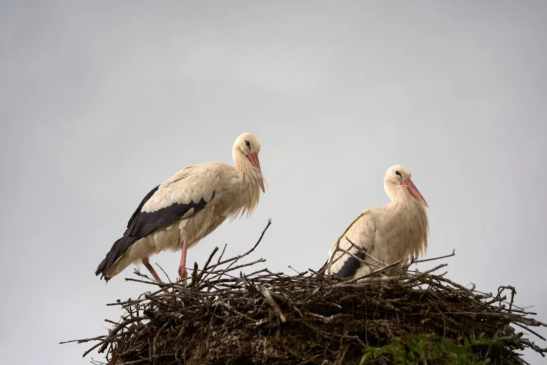 Why Birds Are Different (Image Credits: Unsplash)
