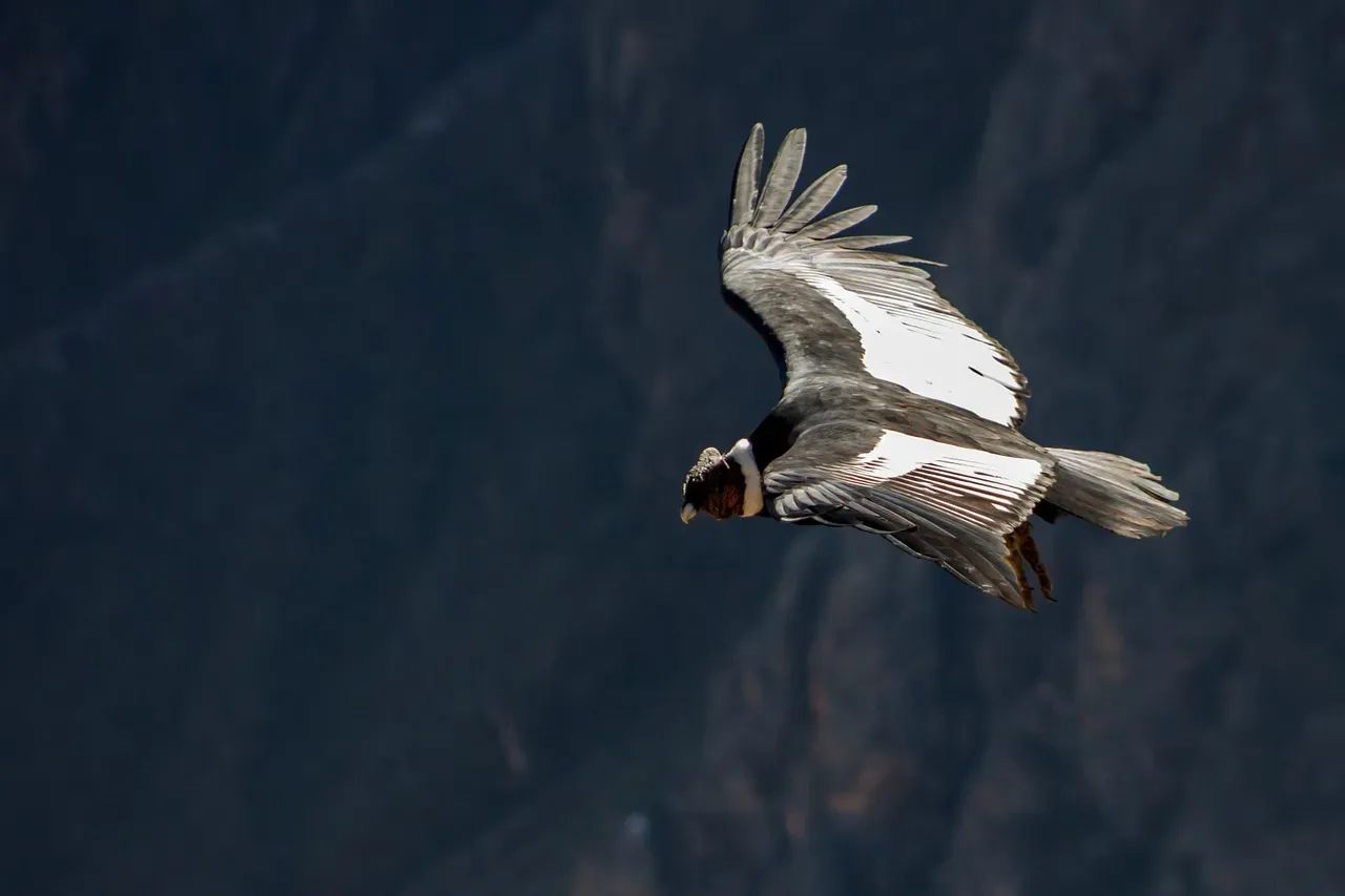 #7 - Running a Full Set of "Living" Winglets on Every Feather (Image Credits: Pixabay)