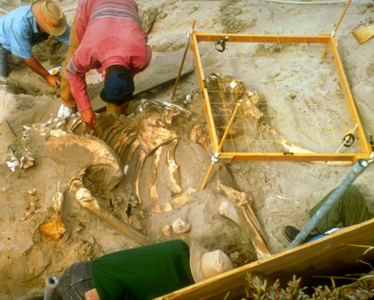 #10 - A Single Mud Pit Hiding Hundreds of Mammoth Skeletons (Santa Rosa Photo Gallery, Public domain)