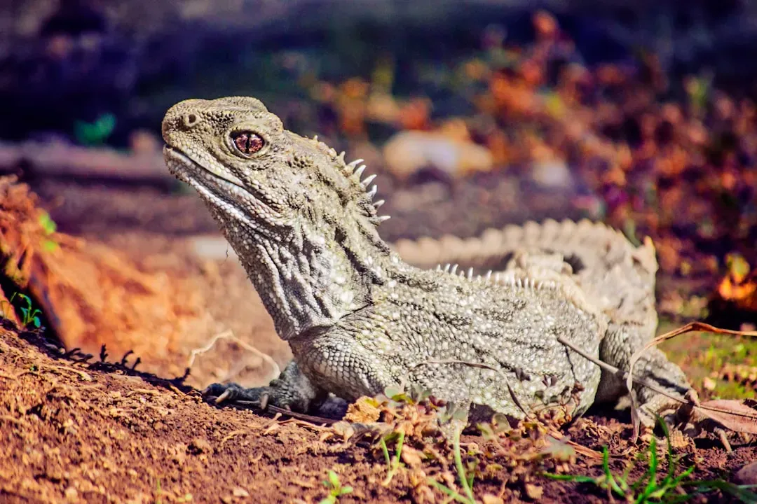 Tuatara: The Last Survivor of an Ancient Reptile Line (Image Credits: Unsplash)