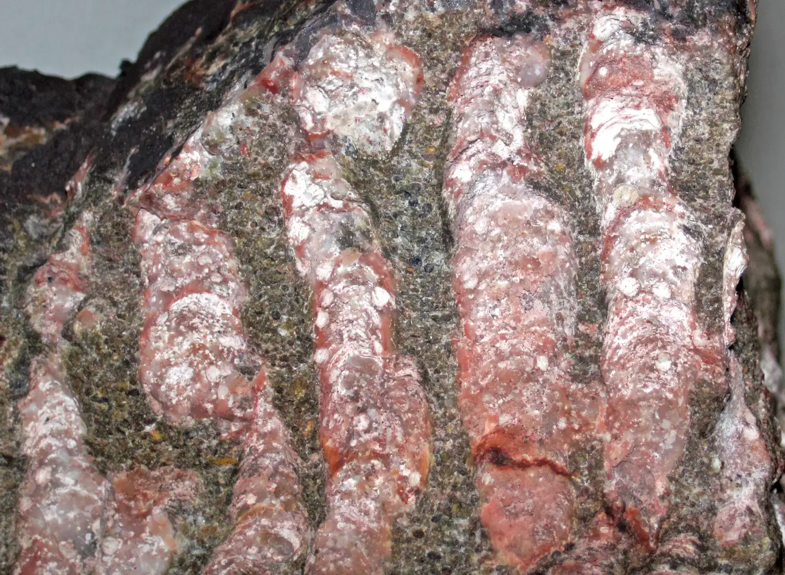 Stromatolites: Earth's First Reef Builders (Image Credits: Wikimedia)