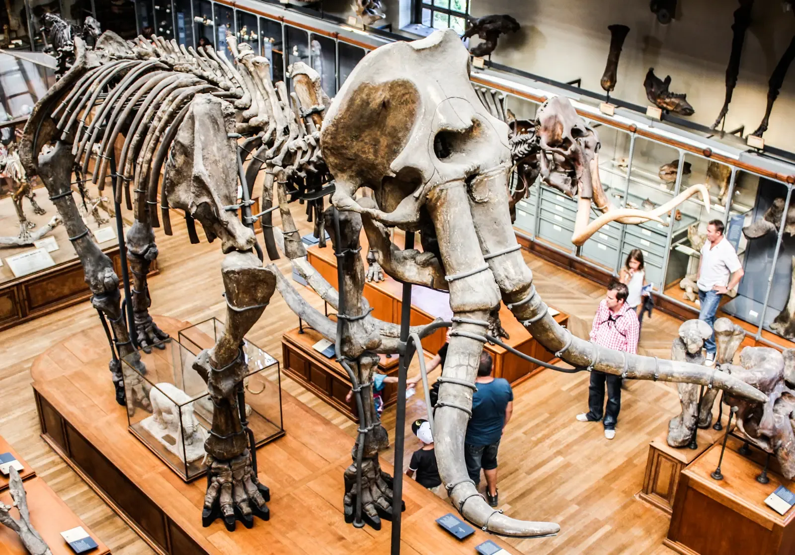 Conclusion: Standing in the Footprints of Giants (Museum of Natural History, CC BY 2.0)