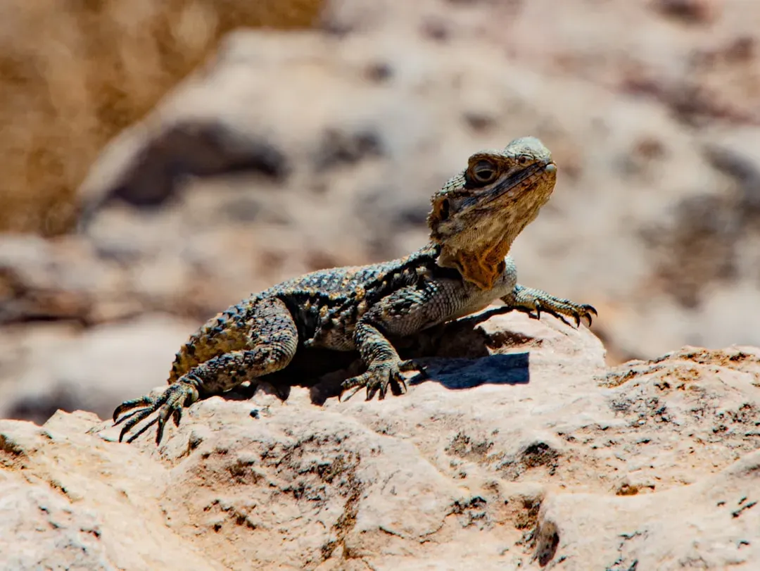 9. Ancient Desert Reptiles and Their Extreme Heat Strategies: Masters of Temperature Trickery (Image Credits: Unsplash)
