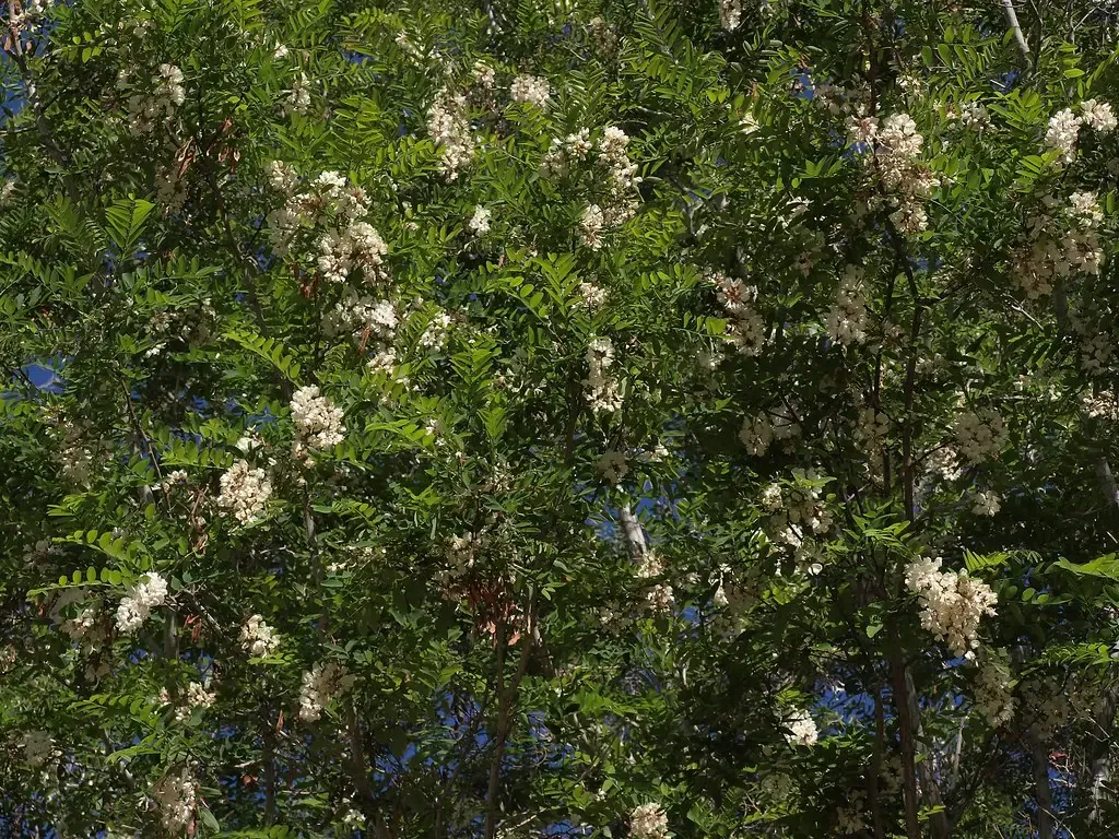 Scorpio – Black Locust Tree in Bloom (Jim Morefield, Flickr, CC BY-SA 2.0)