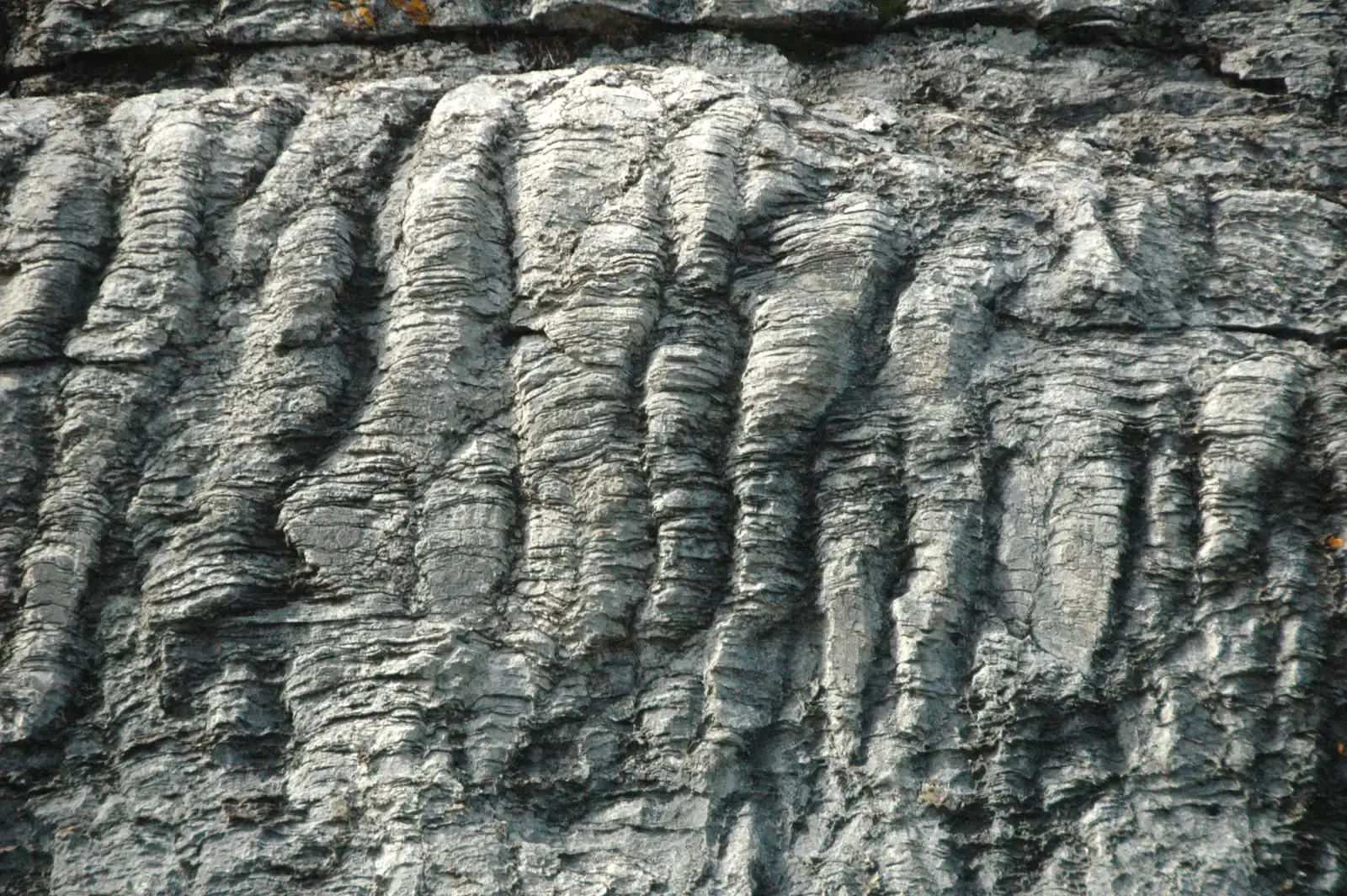 Stromatolites Dominating Montana's Ancient Shores (Image Credits: Wikimedia)