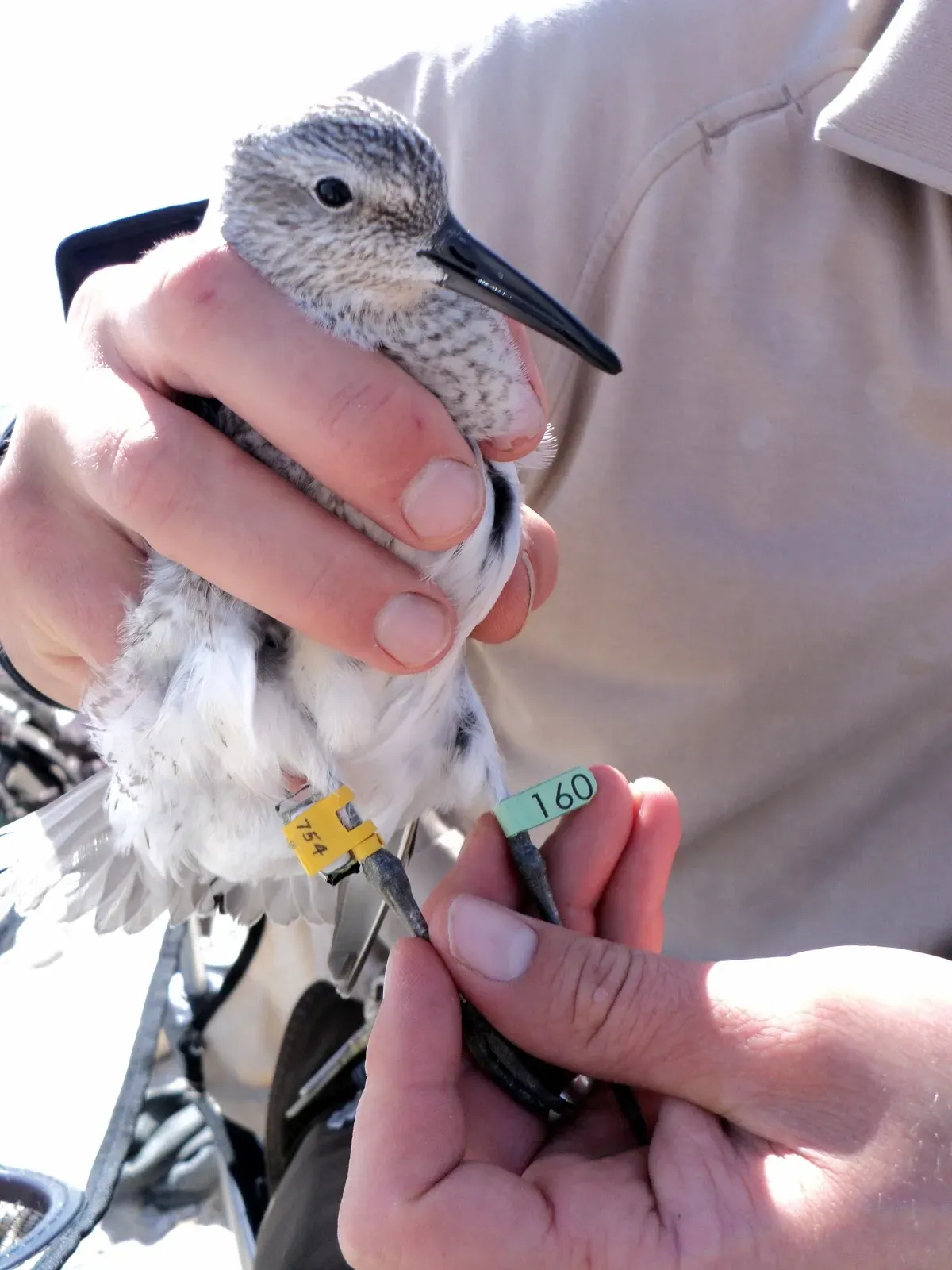 #6 - The Tracking Bias That Silently Distorted Migration Maps (By U. S. Fish and Wildlife Service - Northeast Region, Public domain)