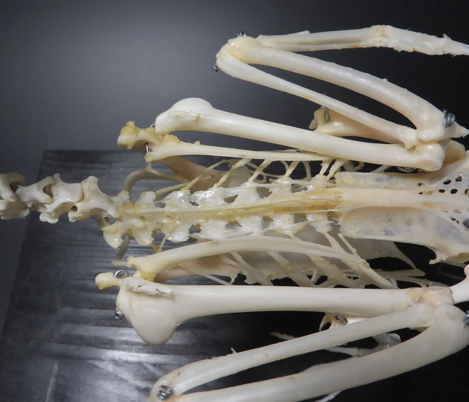 Your Pet's Hollow Bones Are a 150-Million-Year-Old Engineering Secret (By MAKY.OREL, CC0)