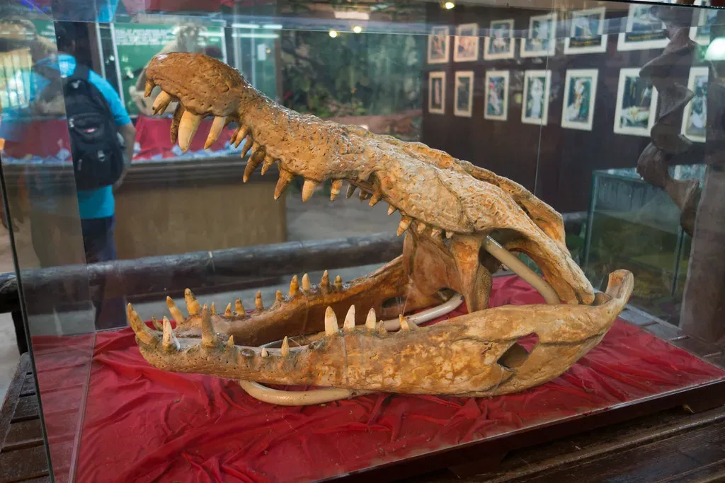 The Skull and Sensory Adaptation Theory: Eyes on Top, Nose Up High (quinet, Flickr, CC BY 2.0)