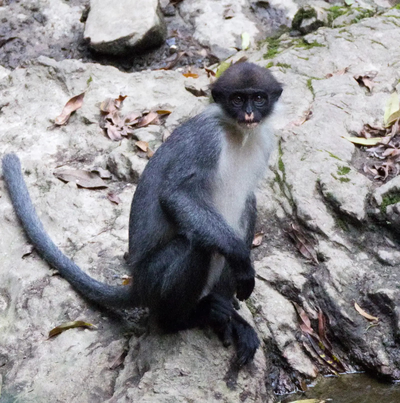 #17 - Miller's Grizzled Langur: The Monkey Hidden by Conflict and Logging (Image Credits: Wikimedia)
