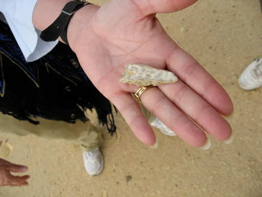 7. Reading Ancient Climates from Teeth and Shells (klvinci, Flickr, CC BY 2.0)