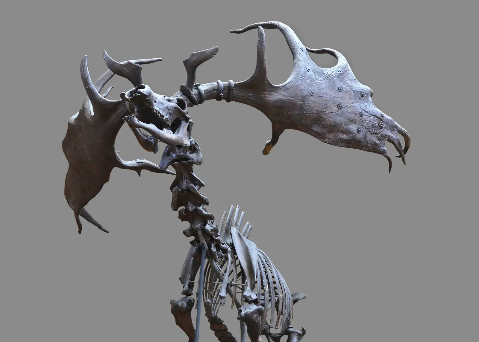 Aquarius: The Megaloceros Herd and the Language of Idealistic Connection (By Vassil, CC0)