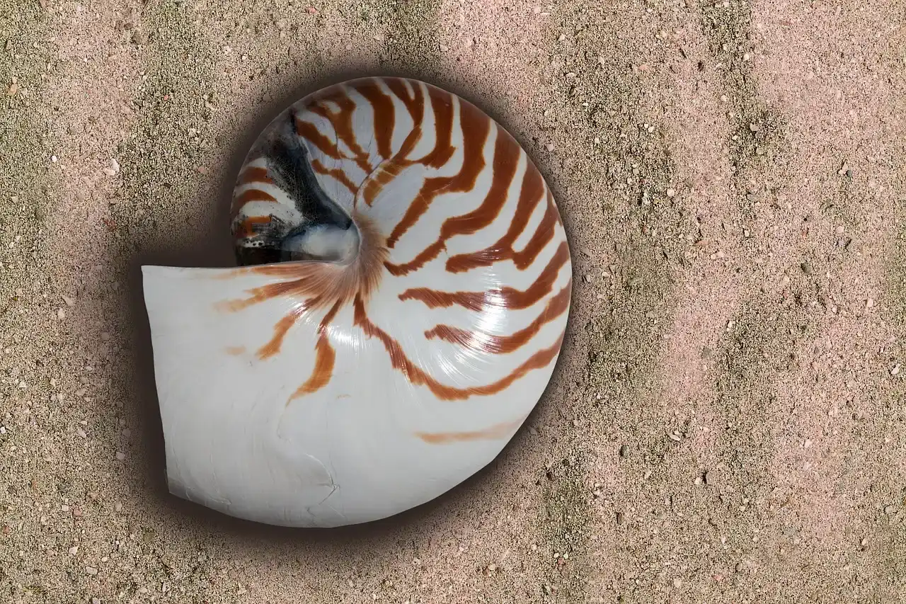Morphology: Stable Shell, Shifting Details (Image Credits: Pixabay)