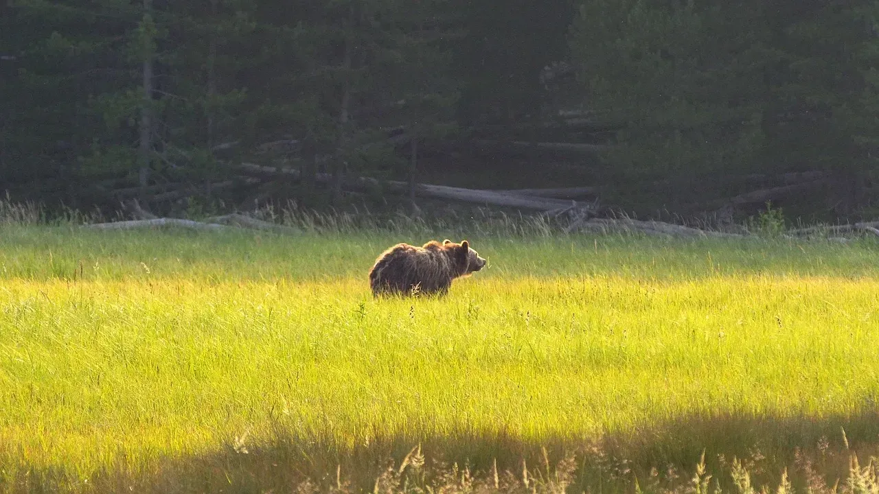 #4 - Yellowstone's Grizzly Boom Has Quietly Stalled (Image Credits: Pixabay)