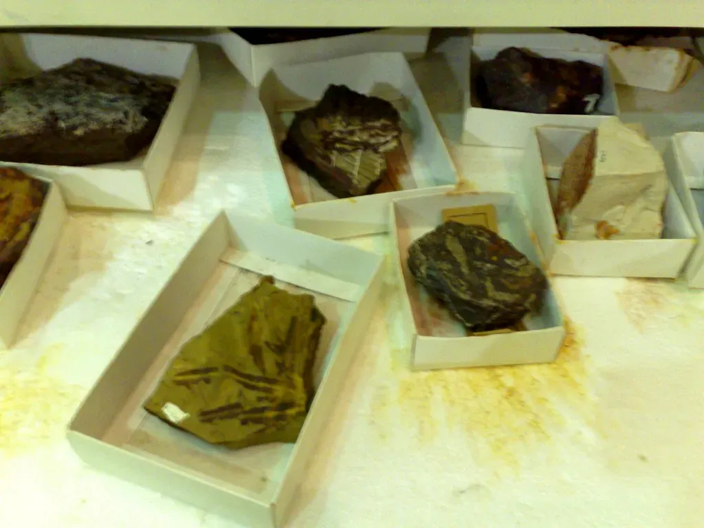 The Mystery of the Forgotten Fossils (Image Credits: Flickr)