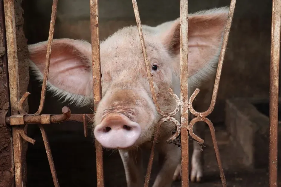 Pain, Emotions, and the Ethics of Assuming Animals Feel (Image Credits: Pexels)