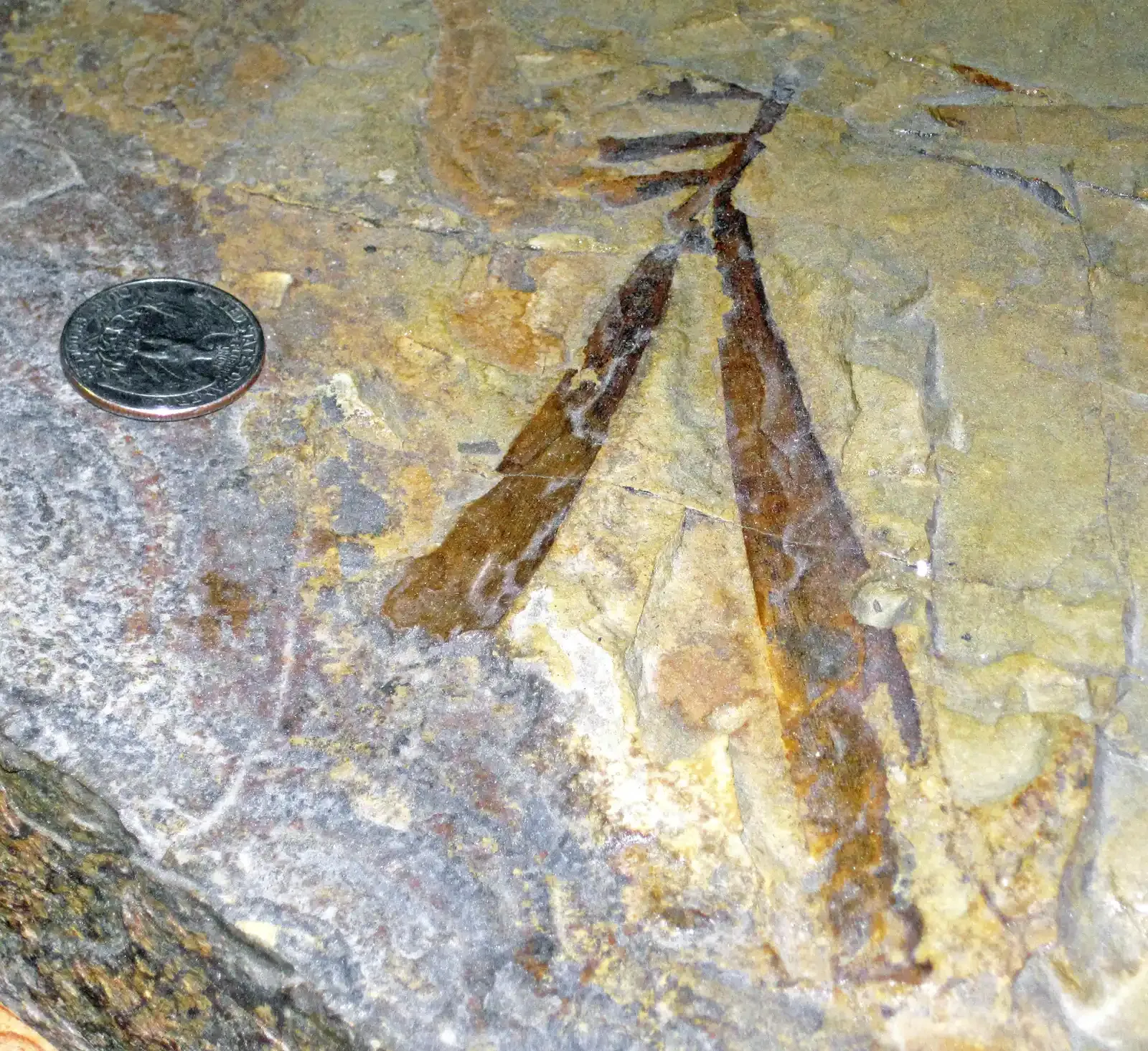 Mysterious Species That Defy Classification (Image Credits: Wikimedia)