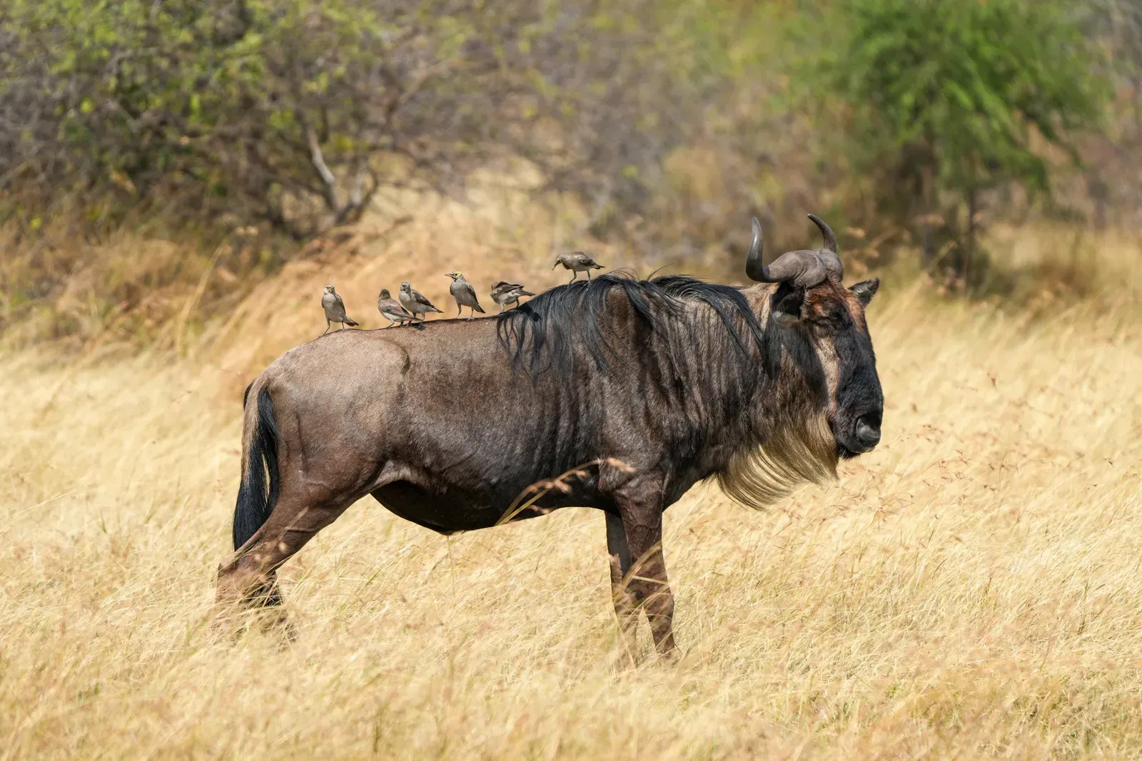 Why Animals Feel Like an Honest Mirror (By Giles Laurent, CC BY-SA 4.0)