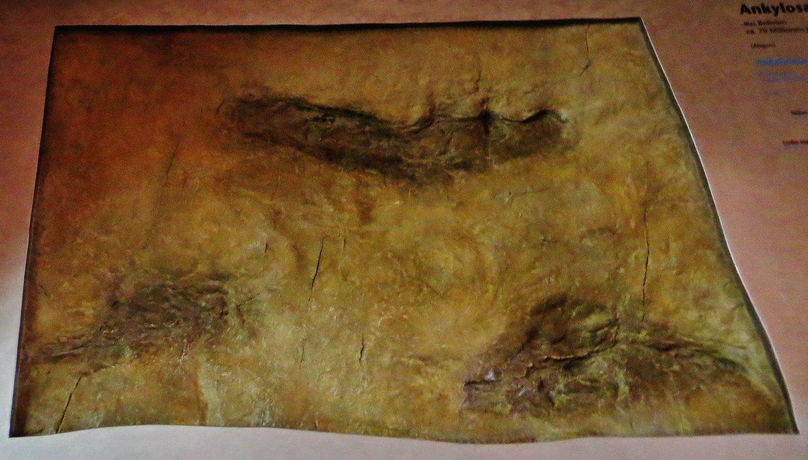 The First-Ever Ankylosaur Footprints (Image Credits: Wikimedia)
