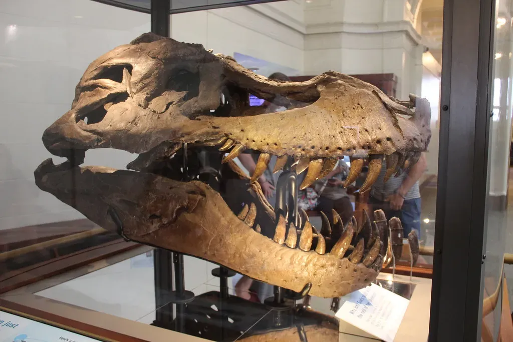 The Neuron Count Debate That Shook Paleontology (Image Credits: Flickr)