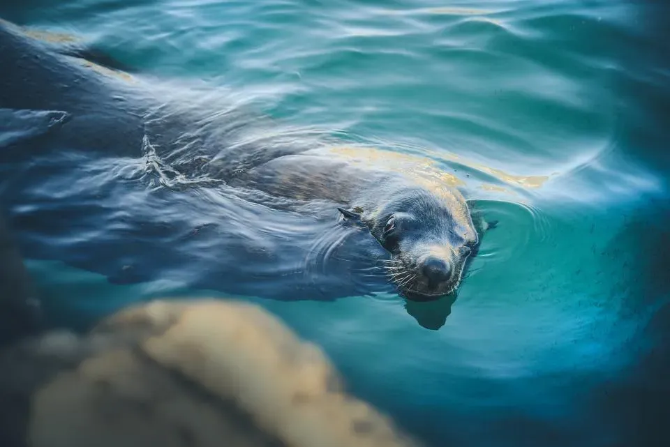 How Far Can the Seal Analogy Go Without Breaking? (Image Credits: Stocksnap)