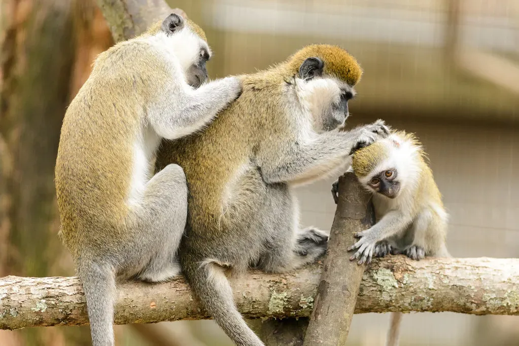 Grooming as social glue: how picking became bonding (Eric Kilby, Flickr, CC BY-SA 2.0)