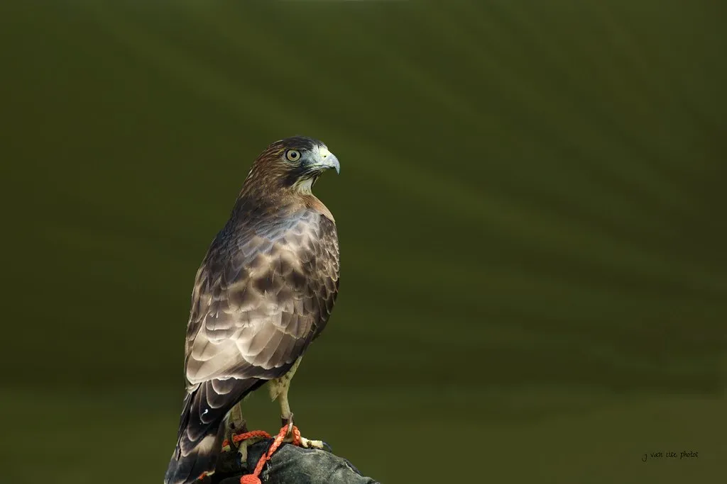 The Ancient Roots of Spirit Animals Run Deeper Than You Think (Image Credits: Flickr)