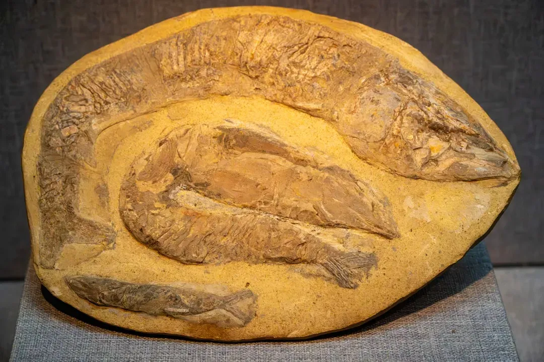 The Mystery Creature Behind the Fossils (Image Credits: Unsplash)