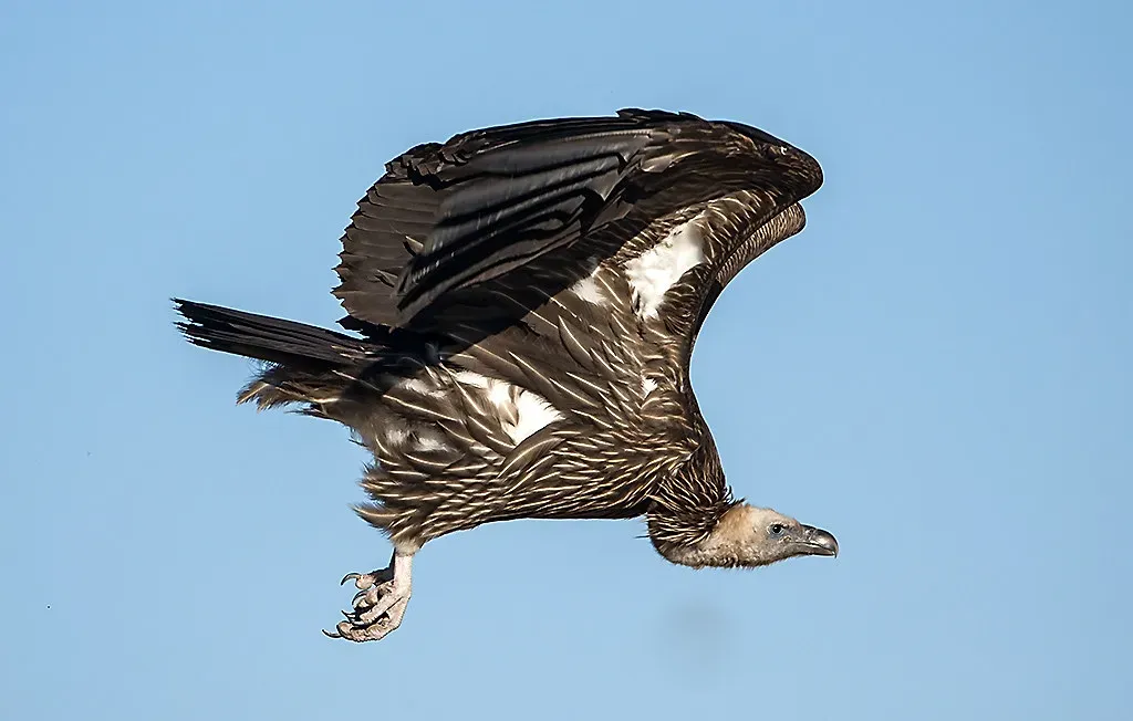 #3 - The Vulture (Koshyk, Flickr, CC BY 2.0)