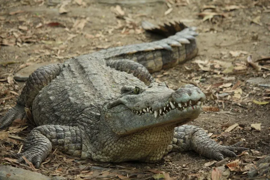 3. Crocodiles: The Unbothered Tank from the Triassic (Image Credits: Pexels)