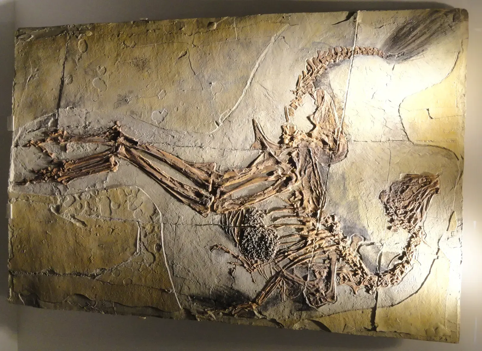 #9 - China's Feathered-Dinosaur Forgery Trade (Image Credits: Wikimedia)