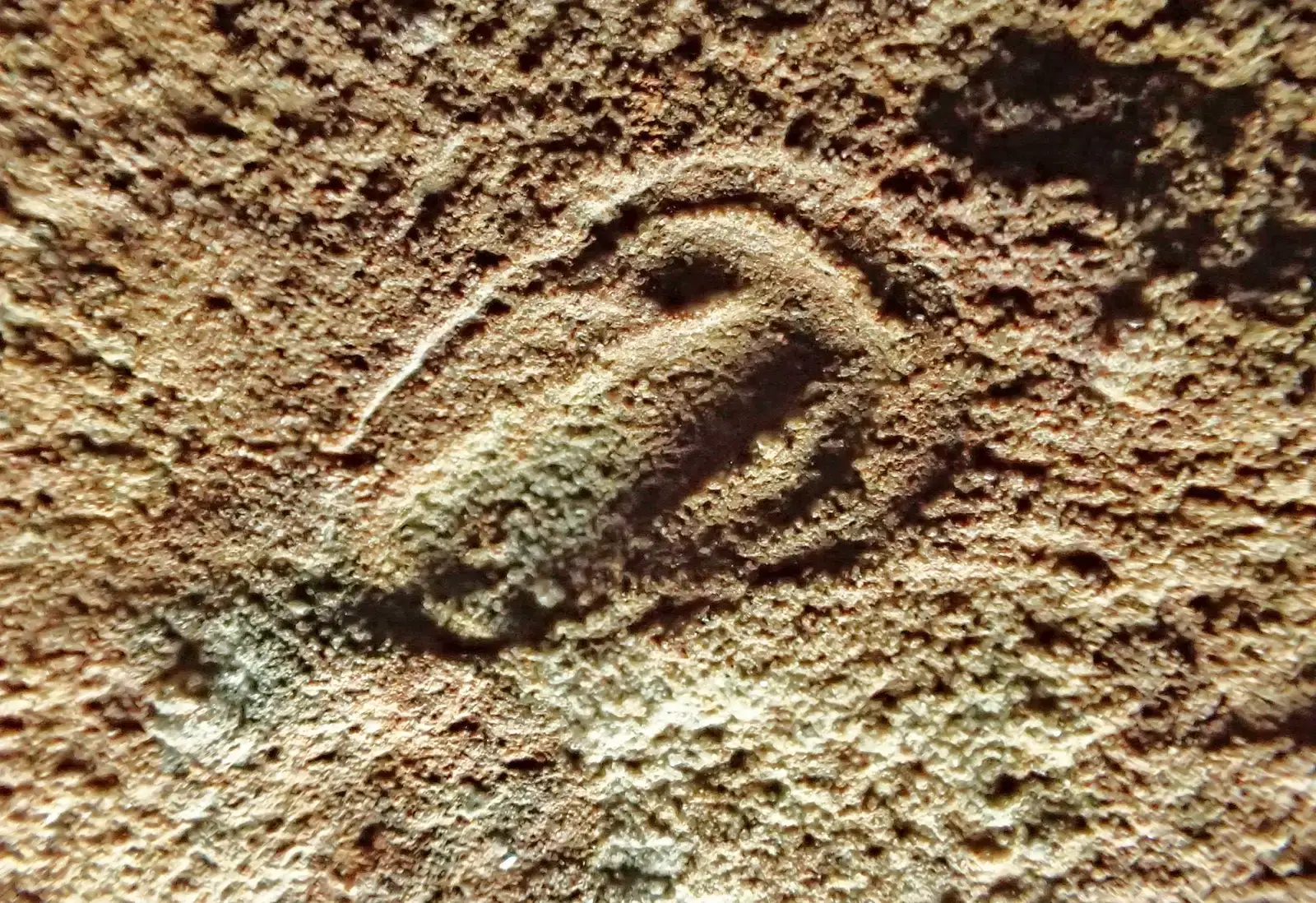 #19 - Parvancorina, the Shield With No Legs (By Masahiro miyasaka, CC BY-SA 4.0)