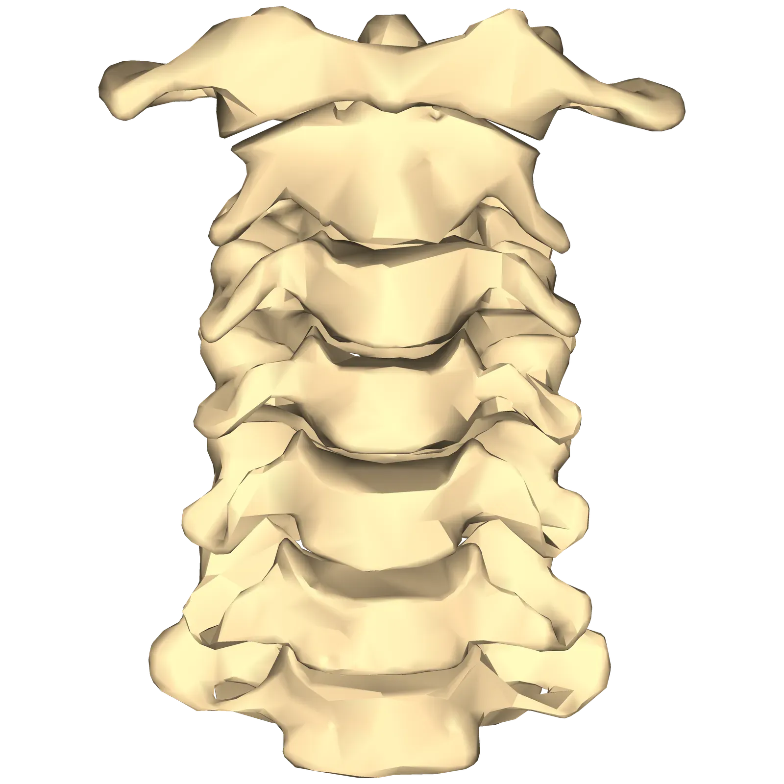 Vertebrae, discs, and the fragile balance of upright load-bearing (en:Anatomography (setting page of this image), CC BY-SA 2.1 jp)